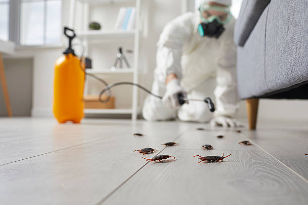 Commercial Kitchen Cockroach Control in Sterling